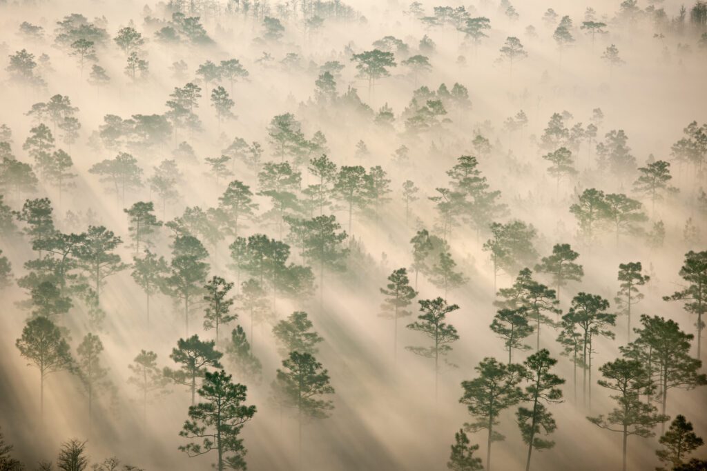 Longleaf pine trees Pinus palustrus cast long shadows in morning fog backlit by the first rays of day. 

The Nature Conservancy’s Disney Wilderness Preserve, near Kissimmee, serves as a gateway to the Northern Everglades, a natural frontier that survives relatively intact from outside Orlando south to Lake Okeechobee. 

Longleaf pine forests are among the most important habitats of the Northern Everglades and Florida Wildlife Corridor. They support a wide variety of native species. Recently, an endangered Red-cockaded woodpecker Picoides borealis migrated nearly 50 miles north from Avon Park AFR to TNC’s Disney Wilderness Preserve. Protecting pine forest corridors for woodpeckers and other wildlife is part of the reason for establishing the new Everglades Headwaters National Wildlife Refuge.

The Disney Wildlerness Perserve, owned and managed by The Nature Conservancy, protects more than 12,000 acres of valuable upland and wetland habitat in the Kissimmee Chain of Lakes, at the headwaters to the Everglades. Disney Wilderness Preserve is a central compnent to the new Everglades Headwaters National Wildlife Refuge with the Nature Consercancy is helpign create in partnership with the US Fish and Wildlife Service. Learn more at: http://www.nature.org/wherewework/northamerica/states/florida/preserves/art5523.html and http://www.fws.gov/southeast/greatereverglades/.   Photograph by Carlton Ward Jr / Carlton Ward Photography / www.CarltonWard.com