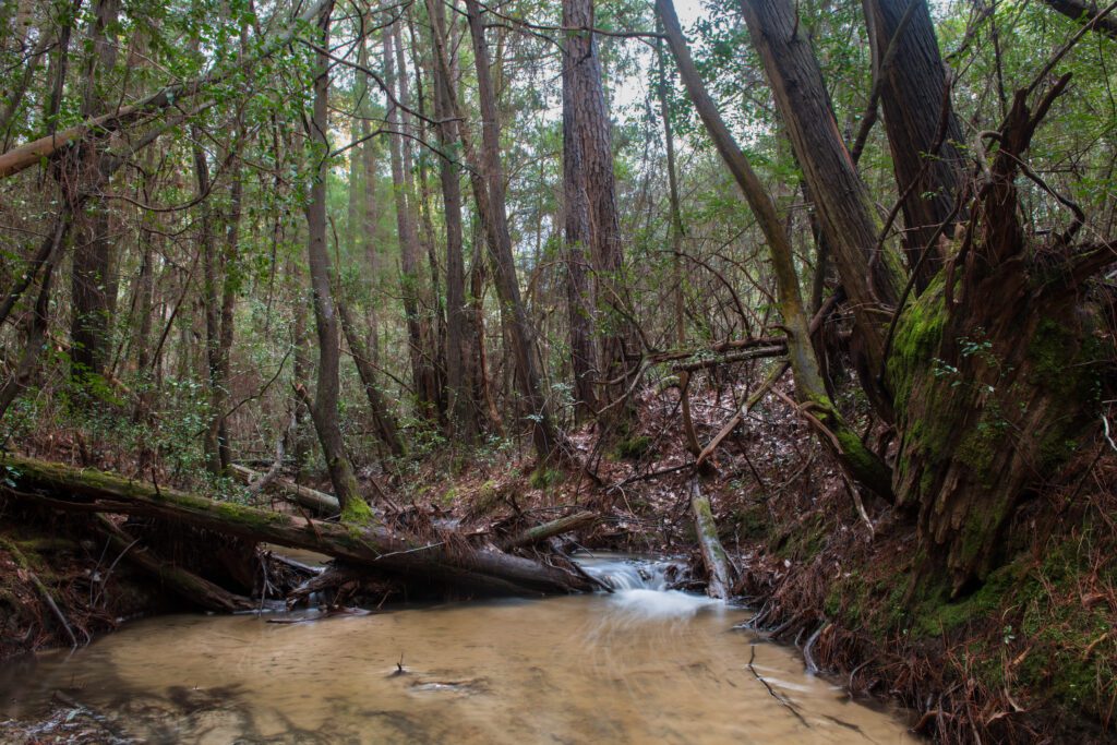 Photo by Carlton Ward Jr / CarltonWard.com