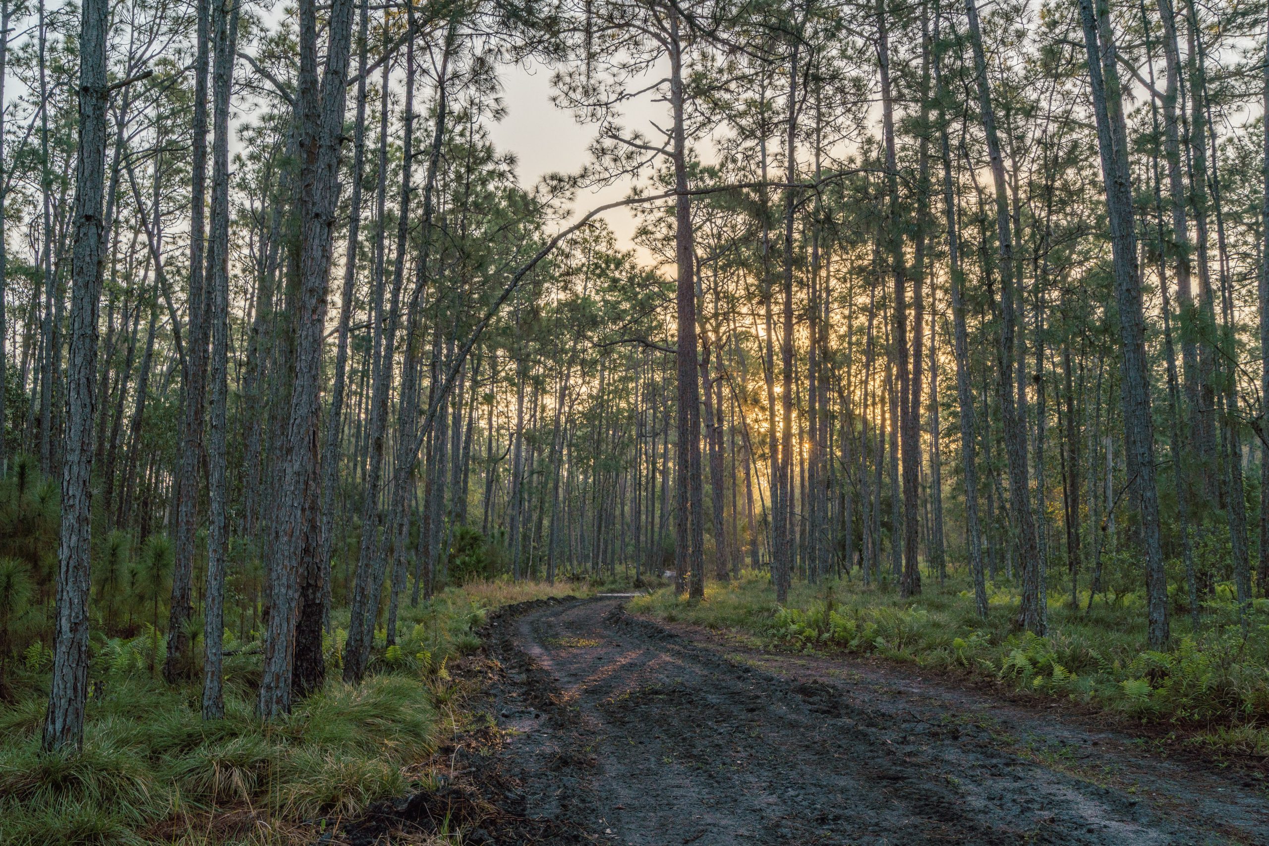 Florida Wildlife Corridor - Wildpath