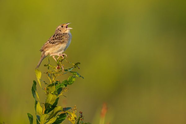 Florida grasshopper sparrow Corrigan Ranch. Photo by Carlton Ward Jr / Florida Wild.