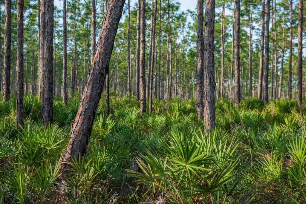 Osceola Pines Savannas / Osceola Pines Savannas property as conservation easement by FLDEP, presented to the Governor and cabinet on Jan 17, 2023 to protect 287-acre in Florida Wildlife Corridor.

Photo by Lauren Yoho / Wildpath. Learn more at Wildpath.com/progress. When using in media or social media, please credit "Photo by Lauren Yoho / Wildpath" and provide tags to @leyoho and @wildpath.