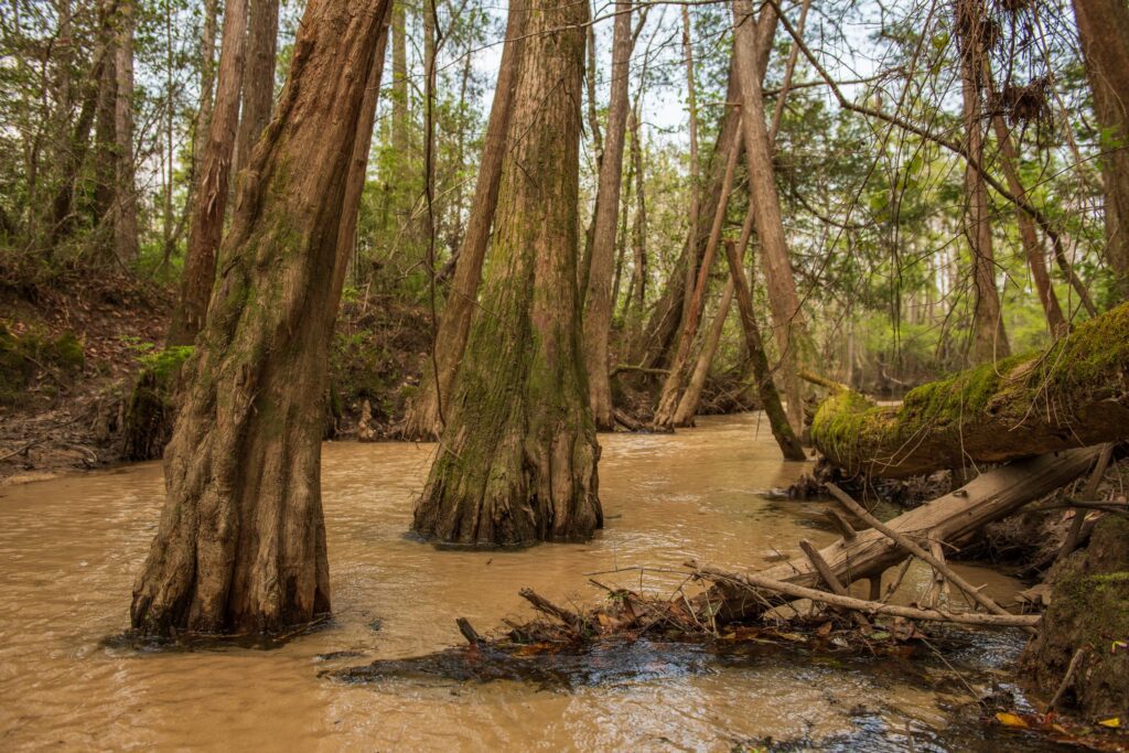Wolfe Creek Forest - Phase VII property full aquisition by FLDEP with support from Trust for Public Land, presented to the Governor and cabinet on Mar 13, 2023.

Photo by Lauren Yoho / Wildpath. Learn more at Wildpath.com/progress. When using in media or social media, please credit "Photo by Lauren Yoho / Wildpath" and provide links to @leyoho and @wildpath.