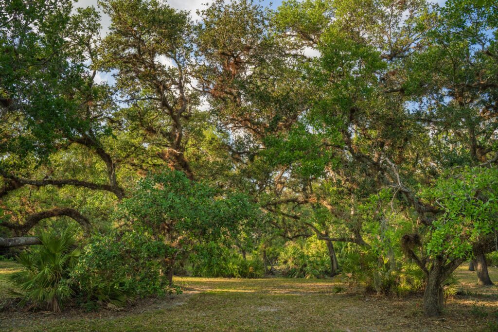 Blue Head Ranch / Blue Head Ranch  Conservation Easment by FLDEP with support from Conservation Florida, presented to the Governor and cabinet on Mar 13, 2023.

Photo by George McKenzie Jr. / Wildpath. Learn more at Wildpath.com/progress. When using in media or social media, please credit "Photo by George McKenzie Jr. / Wildpath" and provide links to @georgemckenziejr and @wildpath.