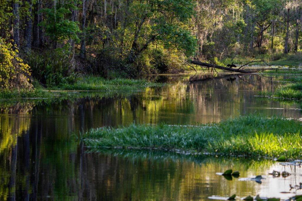 Big Bend Swamp / Holopaw Ranch / Big Bend Swamp / Holopaw Ranch Conservation Easment by FLDEP, presented to the Governor and cabinet on Mar 13, 2023.

Photo by Katie Bryden / Wildpath. Learn more at Wildpath.com/progress. When using in media or social media, please credit "Photo by Katie Bryden / Wildpath" and provide links to @ktbryden and @wildpath.