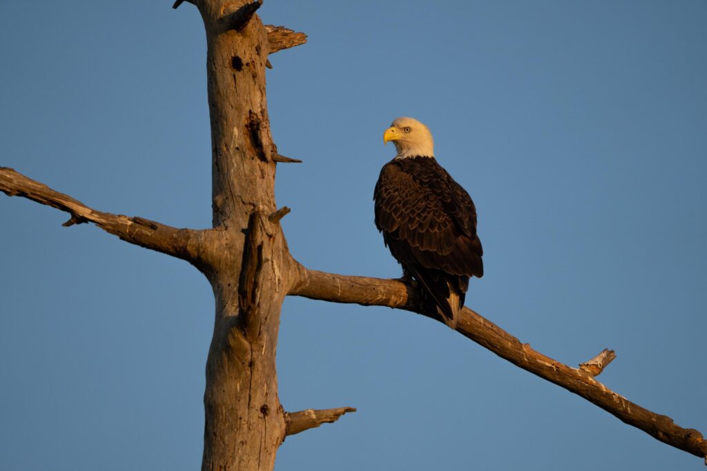 Big Bend Swamp / Holopaw Ranch / Big Bend Swamp / Holopaw Ranch Conservation Easment by FLDEP, presented to the Governor and cabinet on Mar 13, 2023.

Photo by Katie Bryden / Wildpath. Learn more at Wildpath.com/progress. When using in media or social media, please credit "Photo by Katie Bryden / Wildpath" and provide links to @ktbryden and @wildpath.