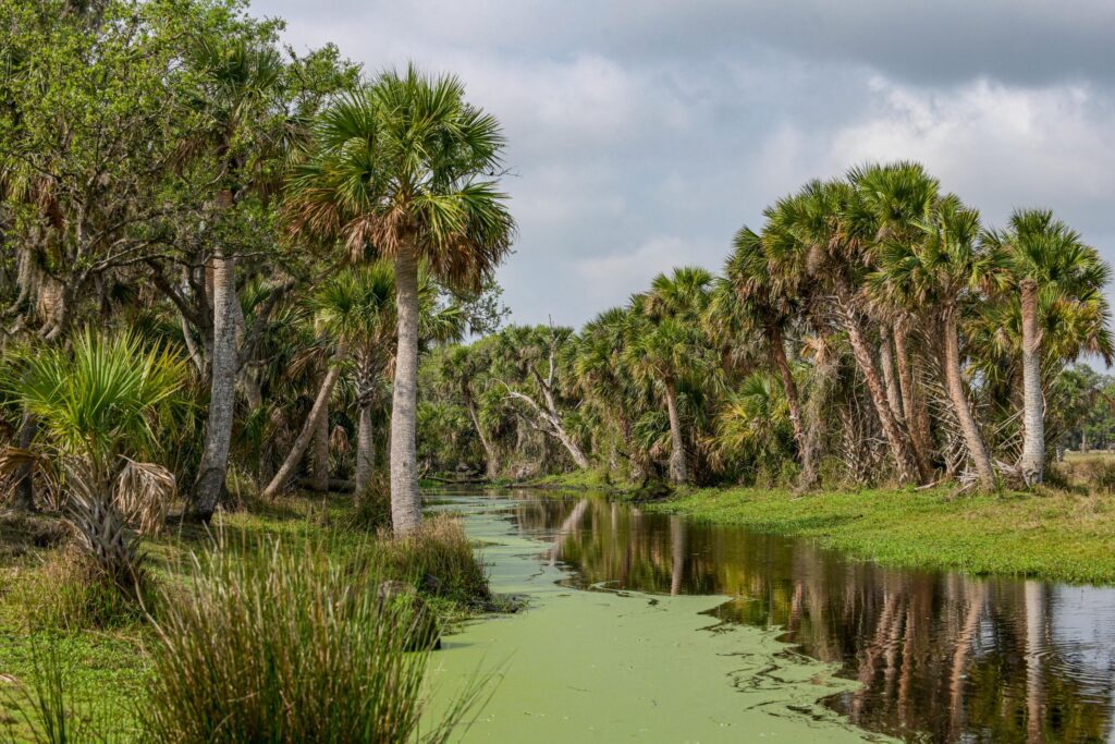 Myakka Ranchlands / Myakka Ranchlands Conservation Easement by FLDEP with support from Florida Conservation Group, presented to the Governor and cabinet on Mar 13, 2023.

Photo by Max Kelly