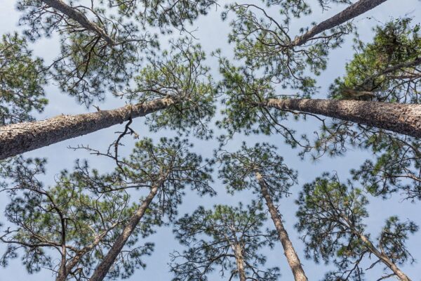 01 Longleaf Pine Ecosystem