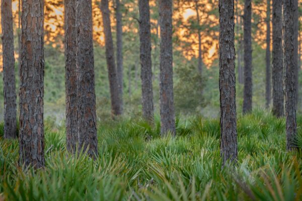 Lykes Ranch, Longleaf pines, part of the Igrahams Crossing conservation eaement proposed for approval to the Flordia governor and cabinet 5/23/23. Photo by Carlton Ward Jr / Wildpath.
