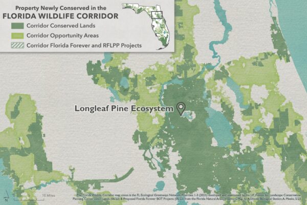 30 - Longleaf Pine Ecosystem[81]