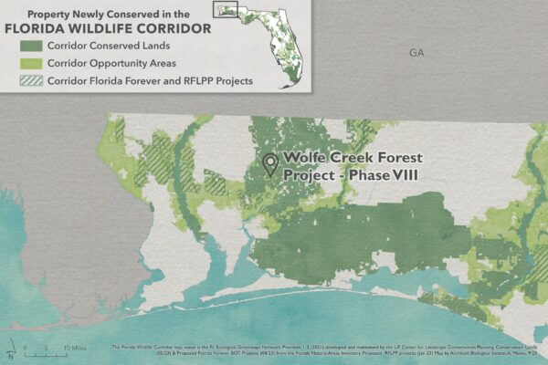 41 - Wolfe Creek Forest - Phase VIII