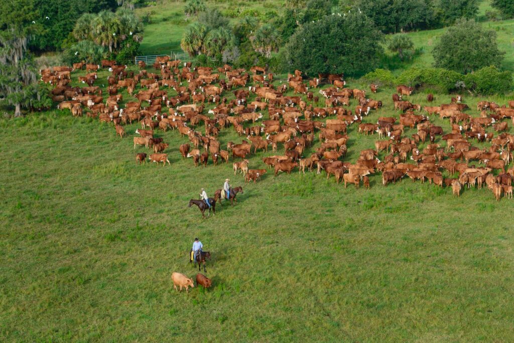 Adams Ranch, a candidate for protection within the Everglades Headwaters National Wildlife Refuge and Conservation Area. Osceola County, Florida