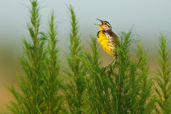 Photograph copyright Carlton Ward Jr.
www.carltonward.com

Eastern Meadowlark, MacArthur Agro-ecology Research Center (MAERC) at Buck Island Ranch, near Archibold Biological Station.


A Florida Heritage project of the Legacy Institute for Nature & Culture (LINC) www.LINC.us