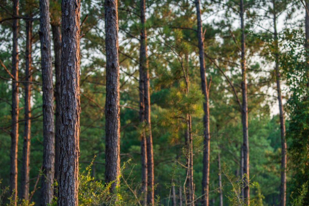 Wolfe Creek Forest - Phase VIII property fee aquisition by FDEP, presented to the Governor and cabinet on August 22, 2023 to protect 1,546 acres. FDEP and Trust for Public Land

Photo by Lauren Yoho / Wildpath. Learn more at Wildpath.com/progress. When using in media or social media, please credit "Photo by Lauren Yoho / Wildpath" and provide tags to @leyoho and @wildpath.