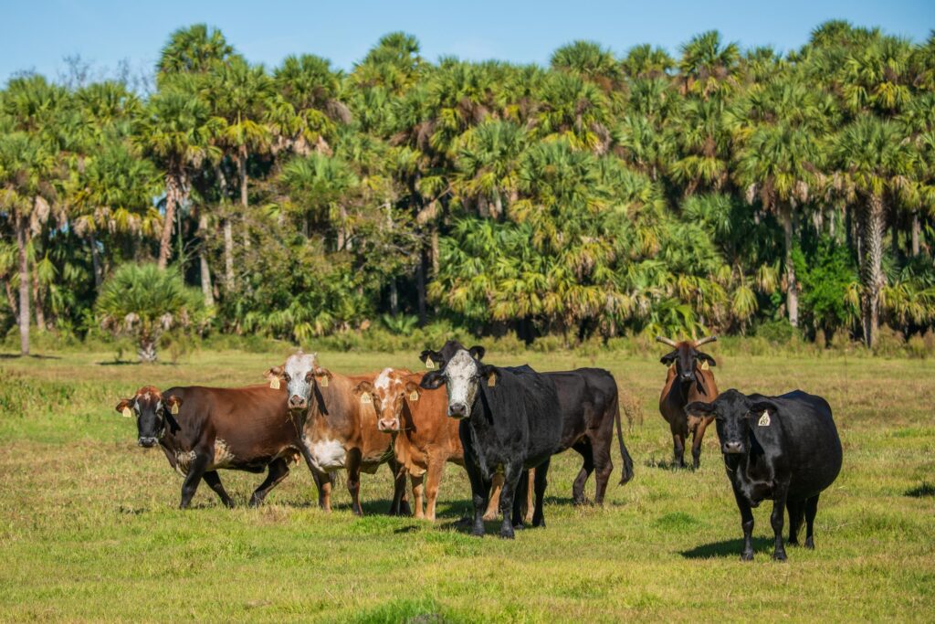 Myakka Ranchlands - property conservation easement by FDEP, presented to the Governor and cabinet on December 19, 2023 to protect 1,531 acres. FDEP and Florida Conservation Group.

Photo by Lauren Yoho / Wildpath. Learn more at Wildpath.com/progress. When using in media or social media, please credit "Photo by Lauren Yoho / Wildpath" and provide tags to @leyoho and @wildpath.