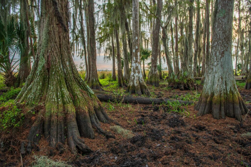 Caloosahatchee Ecoscape - property fconservation easement by FDEP, presented to the Governor and cabinet on December 19, 2023 to protect 1,425.5 acres. FDEP and Keith Fountain Law.

Photo by Lauren Yoho / Wildpath. Learn more at Wildpath.com/progress. When using in media or social media, please credit "Photo by Lauren Yoho / Wildpath" and provide tags to @leyoho and @wildpath.