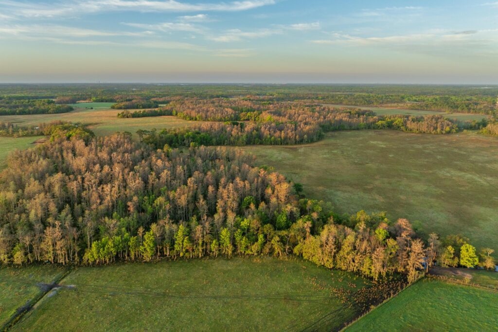 Yarborough Ranch property fee aquisition by FLDEP, presented to the Governor and cabinet on March 26, 2024 to protect 1,361 acres. FLDEP. Photo by Lauren Yoho / Wildpath. Learn more at Wildpath.com/progress. When using in media or social media, please credit "Photo by Lauren Yoho / Wildpath" and provide tags to @leyoho and @wildpath.