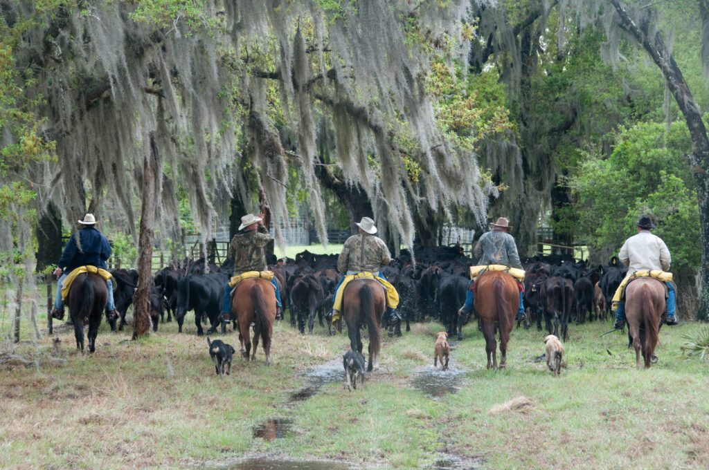 Ward Ranch. Cattle work at David E. Ward Jr's Quail Creek Ranch in Hardee County. 


Photo by Carlton Ward Jr / CarltonWard.com