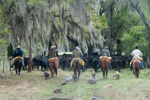 Ward Ranch. Cattle work at David E. Ward Jr's Quail Creek Ranch in Hardee County. 


Photo by Carlton Ward Jr / CarltonWard.com