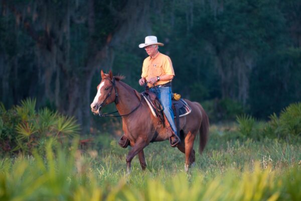 Quail Creek Ranch, Hardee County, Florida, owned by David E Ward Jr and family. Working cattle on Farr Road property.