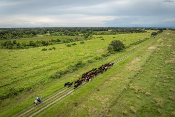 One Nine Cattle property conservation easement by FDACS, presented to the Governor and cabinet on Dec. 17, 2024. 

Photo by Jen Guyton / Wildpath. Learn more at wildpath.com/progress. When using in media to social media, please credit “Photo by Jen Guyton / Wildpath” and provide tags to @jenguyton / @wildpath.