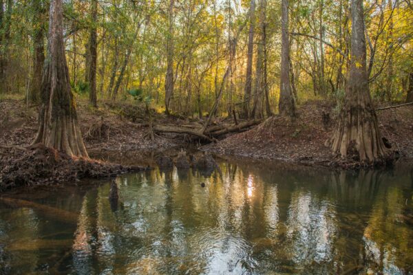 Coastal Headwaters