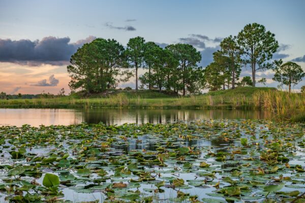 Green Swamp