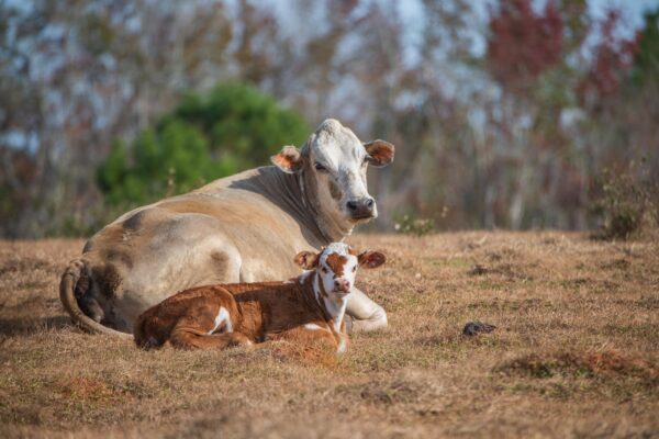 Keith Whaley Ranch