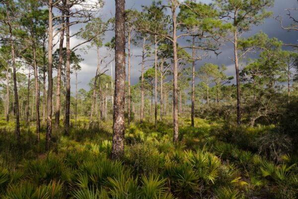 Florida Wildlife Corridor Expedition. From January 17 through April 25, 2012, a team of explorers including photographer Carlton Ward Jr, cinematographer Elam Stoltzfus, bear biologist Joe Guthrie and conservationist Mallory Lykes Dimmitt, set out to trek 1000 miles in 100 days to showcase the opportunity to protect a connected corridror of natural lands and waters throughout peninsular Florida for the benefit of wildlife and people. Learn more at http://FloridaWildlifeCorridor.org. Photograph by Carlton Ward Jr / Carlton Ward Photography / CarltonWard.com.