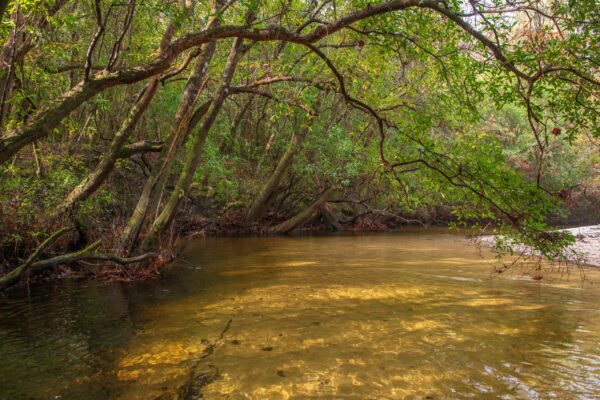 Upper Shoal River