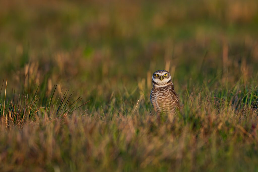 Overstreet Ranch / Overstreet Ranch conservation easements by FDACS, presented to the Governor and Cabinet on Dec. 17, 2024 to protect 2,657 acres and 1,547 acres. Photo by Alexander Wallace / Wildpath. Learn more at wildpath.com/progress. When using in media or social media, please credit "Photo by Alexander Wallace / Wildpath" and provide tags to @awallace339 / @wildpath.