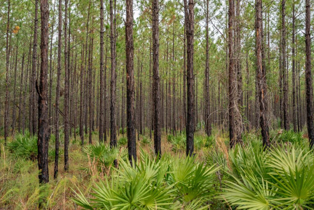 Anderson Land and Timber / Anderson Land and Timber conservation easement by FDACS, presented to the Governor and Cabinet on Dec. 17, 2024 to protect 6,414 acres. Photo by Jen Guyton / Wildpath. Learn more at wildpath.com/progress. When using in media to social media, please credit “Photo by Jen Guyton / Wildpath” and provide tags to @Jenguyton / @wildpath.