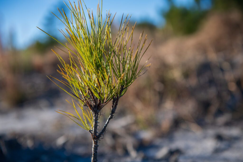 Bear Creek Forest / Bear Creek Forest fee acquisition by FDEP, presented to the Governor and Cabinet on Dec. 17, 2024 to protect 12,243 acres.Photo by Lauren Yoho / Wildpath. Learn more at wildpath.com/progress. When using in media or social media, please credit “Photo by Lauren Yoho / Wildpath” and provide tags to @leyoho / @wildpath.
