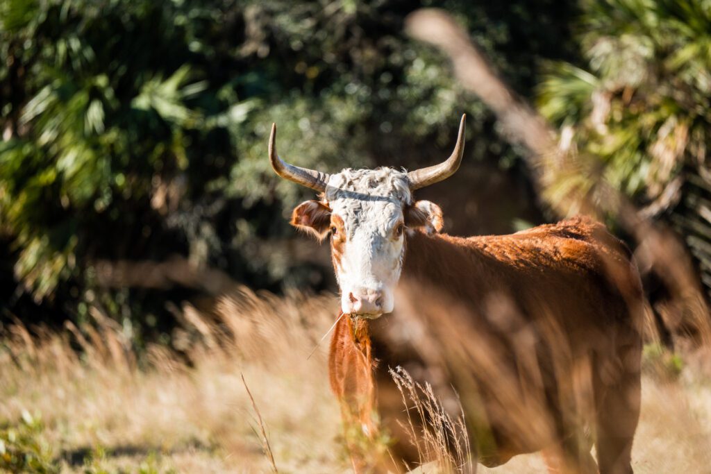 Peeples Family Ranch / Peeples Family Ranch conservation easment by FDACS, presented to the Governor and Cabinet on Dec 17, 2024 to protect 6,212 acres.Photo by Drew McDougall / Wildpath. Learn more at Wildpath.com/progress. When using in social media, please credit “Photo by Drew McDougall / Wildpath” and provide tags to @drew_mcdougall and @wildpath.