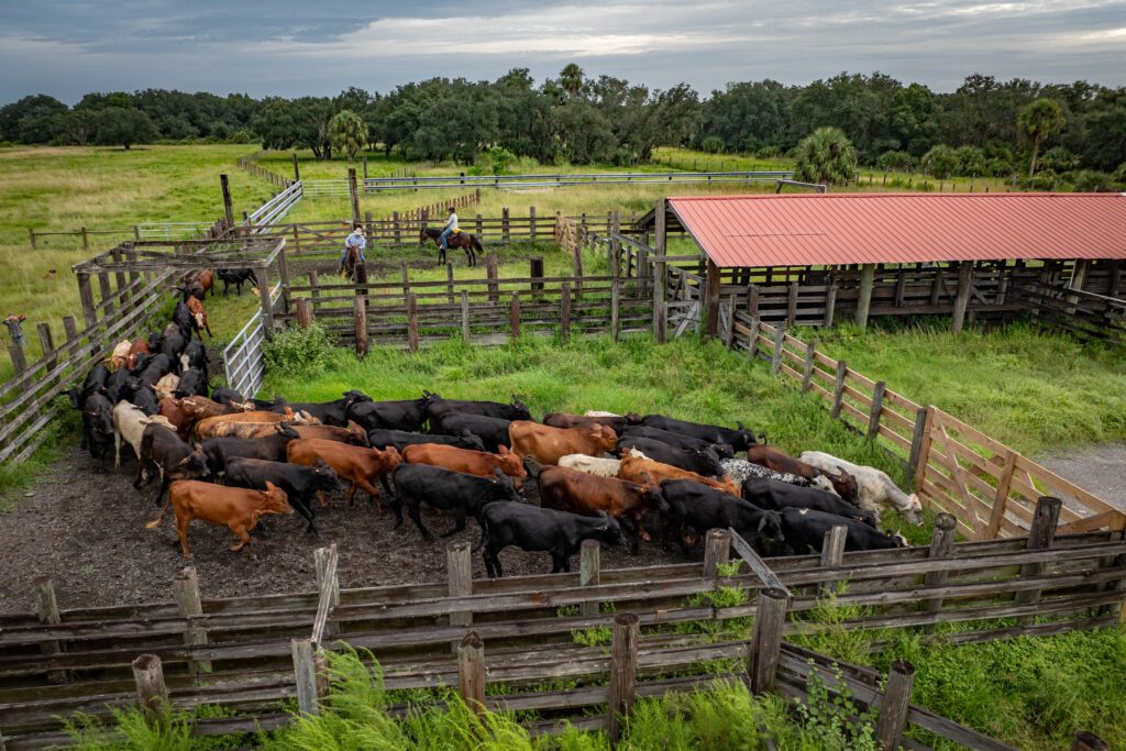 One Nine Cattle property conservation easement by FDACS, presented to the Governor and cabinet on Dec. 17, 2024. Photo by Jen Guyton / Wildpath. Learn more at wildpath.com/progress. When using in media to social media, please credit “Photo by Jen Guyton / Wildpath” and provide tags to @jenguyton / @wildpath.
