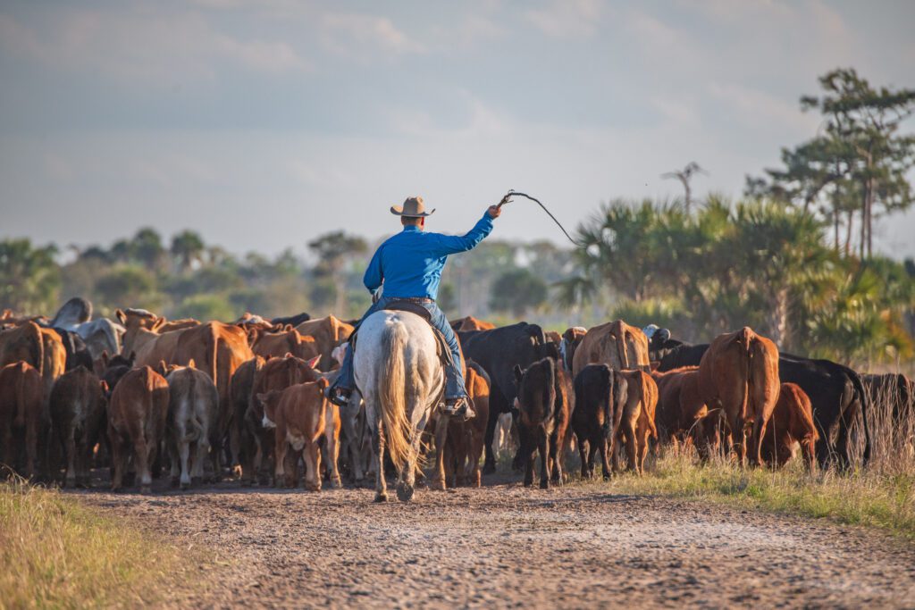 Ranch Reserve – Kenansville Ranch / Ranch Reserve – Kenansville Ranch conservation easement by FDEP, presented to the Governor and Cabinet on Mar. 5, 2025. Photo by Lauren Yoho / Wildpath. Learn more at wildpath.com/progress. When using in media to social media, please credit “Photo by Lauren Yoho / Wildpath” and provide tags to @leyoho / @wildpath.