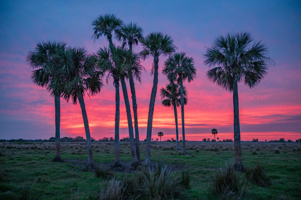Ryals Citrus and Cattle / Ryals Citrus and Cattle conservation easement by FDACS, presented to the Governor and Cabinet on Mar. 5, 2025. 

Photo by Lauren Yoho / Wildpath. Learn more at wildpath.com/progress. When using in media to social media, please credit “Photo by Lauren Yoho / Wildpath” and provide tags to @leyoho / @wildpath.
