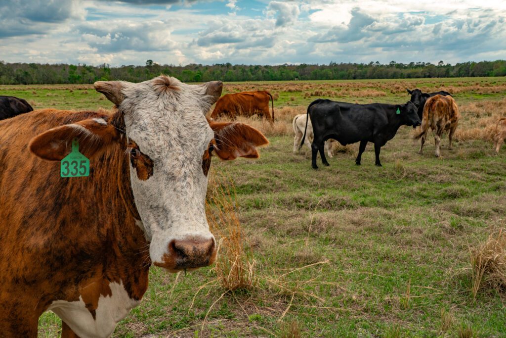 Headwaters Ranch / Headwaters Ranch conservation easement by FDACS, presented to the Governor and Cabinet on Mar. 5, 2025. Photo by Jen Guyton / Wildpath. Learn more at wildpath.com/progress. When using in media to social media, please credit “Photo by Jen Guyton / Wildpath” and provide tags to @jenguyton / @wildpath.