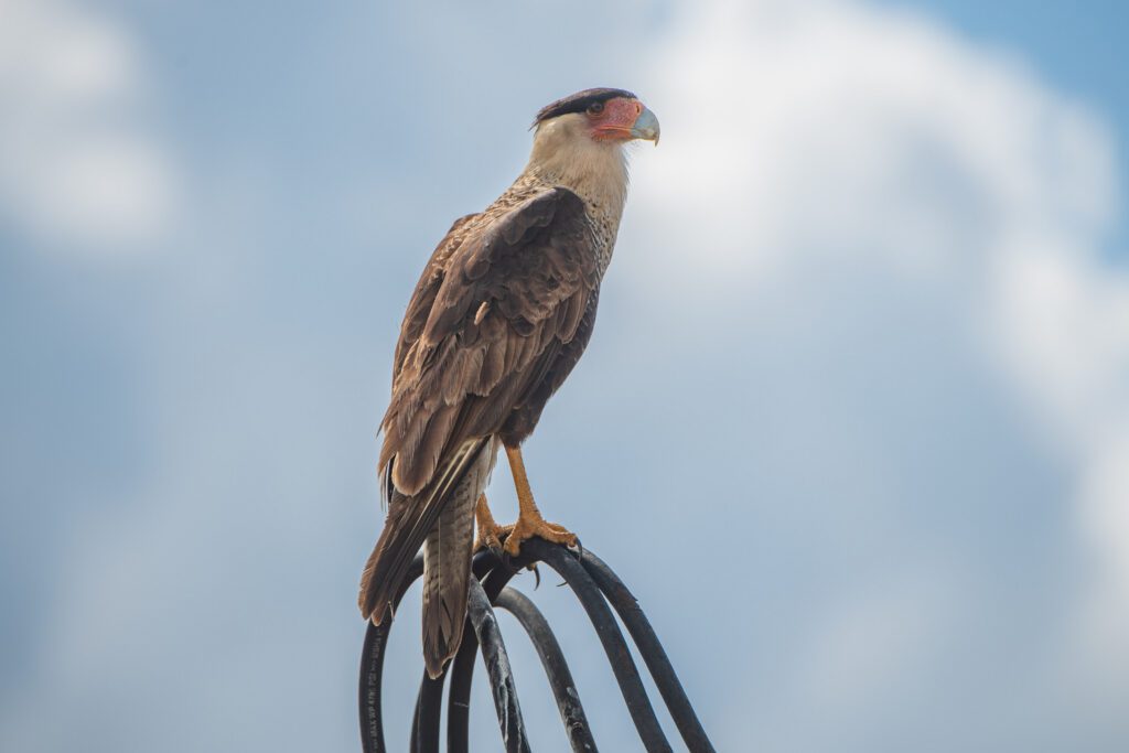 Caloosahatchee - Big Cypress Corridor / Caloosahatchee - Big Cypress Corridor property acquisition by FDEP, presented to the Governor and cabinet on March 2024. Photo by Lauren Yoho / Wildpath. Learn more at wildpath.com/progress. When using in media to social media, please credit “Photo by Lauren Yoho / Wildpath” and provide tags to @leyoho/ @wildpath.