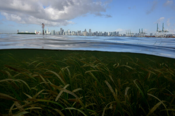 Photo by Jason Gulley/Wildpath. Seagrass grows in the clear, shallow water surrounding the City of Miami.