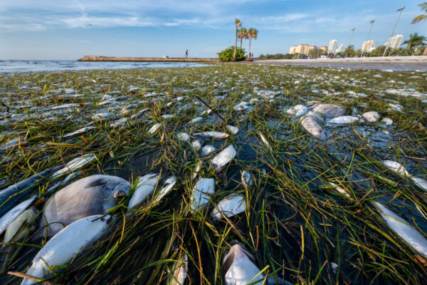 Fish killed by red tide wash ashore near St Petersburg's Vinoy Park, in Tampa Bay.