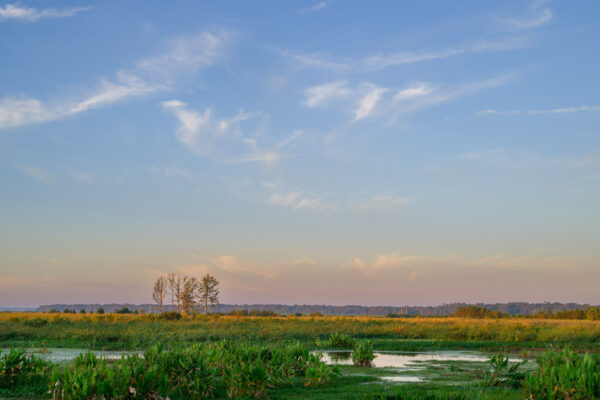 Photo by Jason Gulley/WIldpath. The 264 acre Sweetwater Wetlands Park in Gainesville, Fla. is a popular spot for birding and wildlife viewing but this popular park was built to store and treat stormwater runoff. Prior to the park's construction, stormwater, and the oil, fertilzers and other pollutants it carried with it, from Gainesville flowed into a sinkhole that recharges the Floridan aquifer. Constructed between 2012 and 2014, the system of connected wetlands now naturally treats and filters water before it recharges the aquifer.