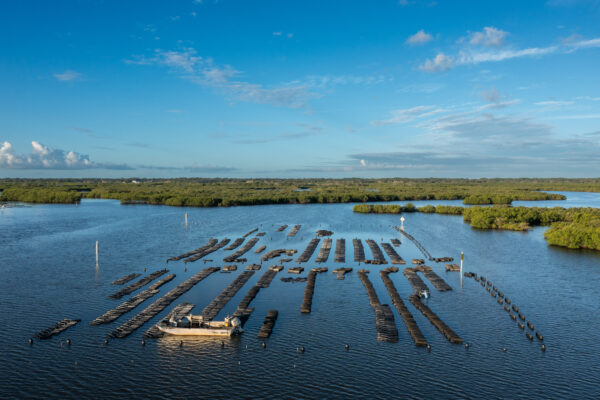 Photo by Jason Gulley/Wildpath. Ryan Norris, one of the founders of the Indian River Oyster Company in New Smyrna Beach, Fla., flips floating bags of oysters at one of his Indian River Lagoon oyster farms. The bags are flipped frequently to expose oysters to air or submerge them in saltwater, which keeps the shellfish  healthy and growing.