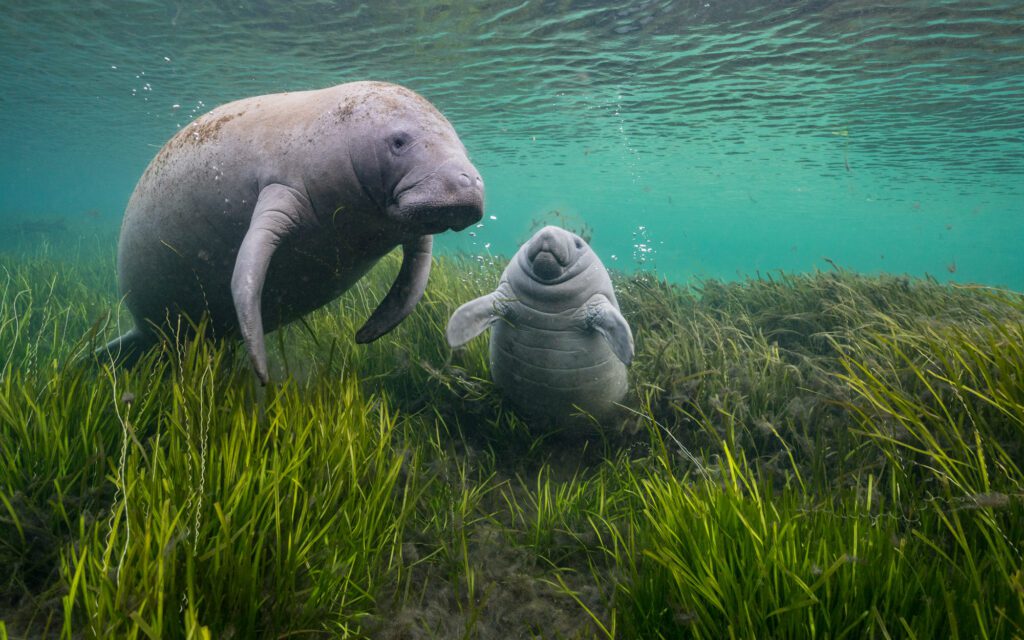 A manatee and her calf laze in seagrasses that were replanted in Florida's Crystal River as part of an ongoing restoration project. Once devoid of vegetation, grasses replanted during the restoration project have made Crystal River a year-round home for manatees and an important nursery for baby manatees. Crystal River's successful restoration provides a road map for fixing other impaired water bodies in Florida.