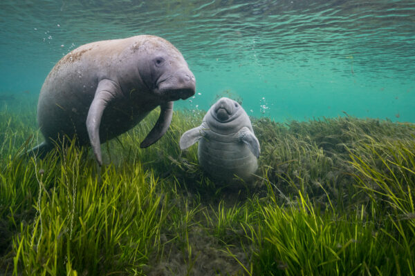 A manatee and her calf laze in seagrasses that were replanted in Florida's Crystal River as part of an ongoing restoration project. Once devoid of vegetation, grasses replanted during the restoration project have made Crystal River a year-round home for manatees and an important nursery for baby manatees. Crystal River's successful restoration provides a road map for fixing other impaired water bodies in Florida.