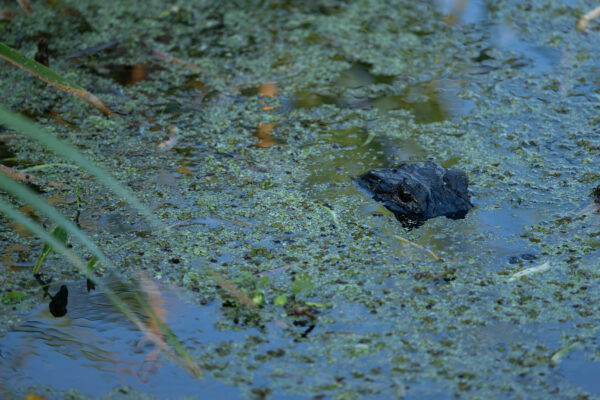 Photo 3_Central Florida_JasonGulley