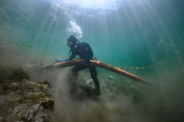 A diver from the aquatic restoration company Sea and Shoreline dredges thick layers of organic muck from the bottom of Crystal River, Florida. This muck must be removed so that eelgrass, an important manatee food source, can be planted in fimer substrate below. Early attempts to replant eelgrass in muck were unsuccessful because manatees would pull the roots out of the muck while grazing. Planting in firmer substrate below the muck allows roots to become deeply established, and manatees eat only the blades of grass.