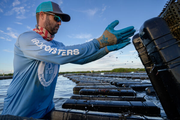 Photo by Jason Gulley/Wildpath. Ryan Norris, one of the founders of the Indian River Oyster Company in New Smyrna Beach, Fla., flips floating bags of oysters at one of his Indian River Lagoon oyster farms. The bags are flipped frequently to expose oysters to air or submerge them in saltwater, which keeps the shellfish  healthy and growing.
