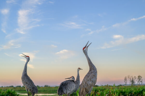 Photo by Jason Gulley/Wildpath. A quartet of Sandhill Cranes call loudly at sunrise in the Sweetwater Wetlands Park in Gainesville, Fla. The 264-acre park is popular for walking, running, birding and wildlife viewing but it was originally built to address pollution from stormwater runoff. Prior to the park's construction, stormwater runoff from Gainesville, and the oil, fertilzer and other pollutants carried with it, flowed into a sinkhole that recharges the Floridan aquifer. Constructed between 2012 and 2014, the system of connected wetlands now naturally treats and filters runoff before recharging the aquifer.