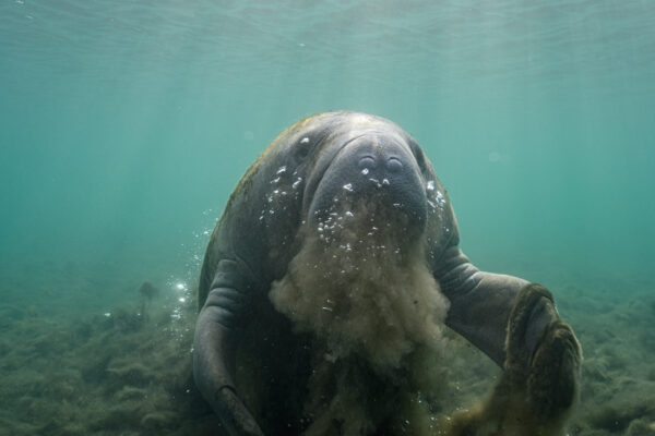 Algae blanketing the bottom of the spring-fed Crystal River clings to a manatee surfacing for air. Approximately 70 springs discharge fresh and brackish groundwater into Kings Bay, creating a shallow estuary that supports a unique blend of freshwater and ocean species. Seventy years ago, Crystal River and Kings Bay were famous for exceptional water quality and clarity and waving stands of eelgrass. Today, visibility in many parts of a river that was once so clear it was named "crystal" now rarely exceeds 10 feet and algae, not eelgrass, cover the river bottom. Water managers indicate the declining health of Kings Bay is due to the combined effects of development, dredging of canals for waterfront houses and boat docks, seawall construction, groundwater extraction, pollution and sea level rise.