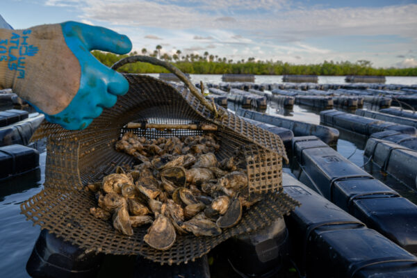 Photo by Jason Gulley/Wildpath. Ryan Norris, one of the founders of the Indian River Oyster Company in New Smyrna Beach, Fla., opens a bag of oysters at one of his Indian River Lagoon oyster farms.